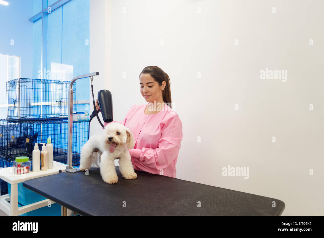 Junge Frau in Pet Shop arbeiten, Putzen und trocknen Hund Haare, Mädchen Pflege Welpen für Schönheit in speichern. Menschen, Job, Beruf und Tierpflege. Stockfoto