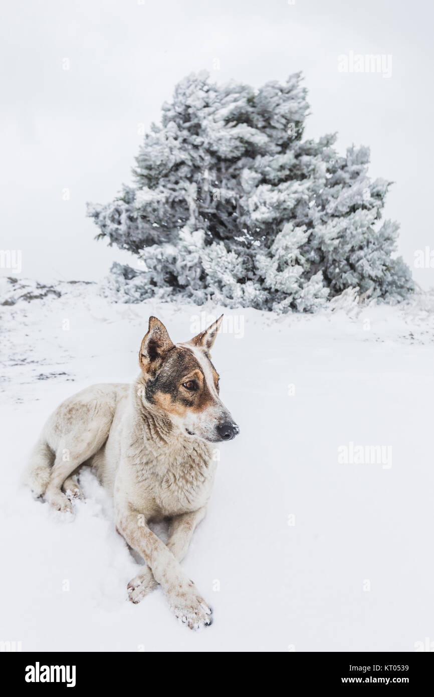 Weißer Hund im Schnee liegen Stockfoto