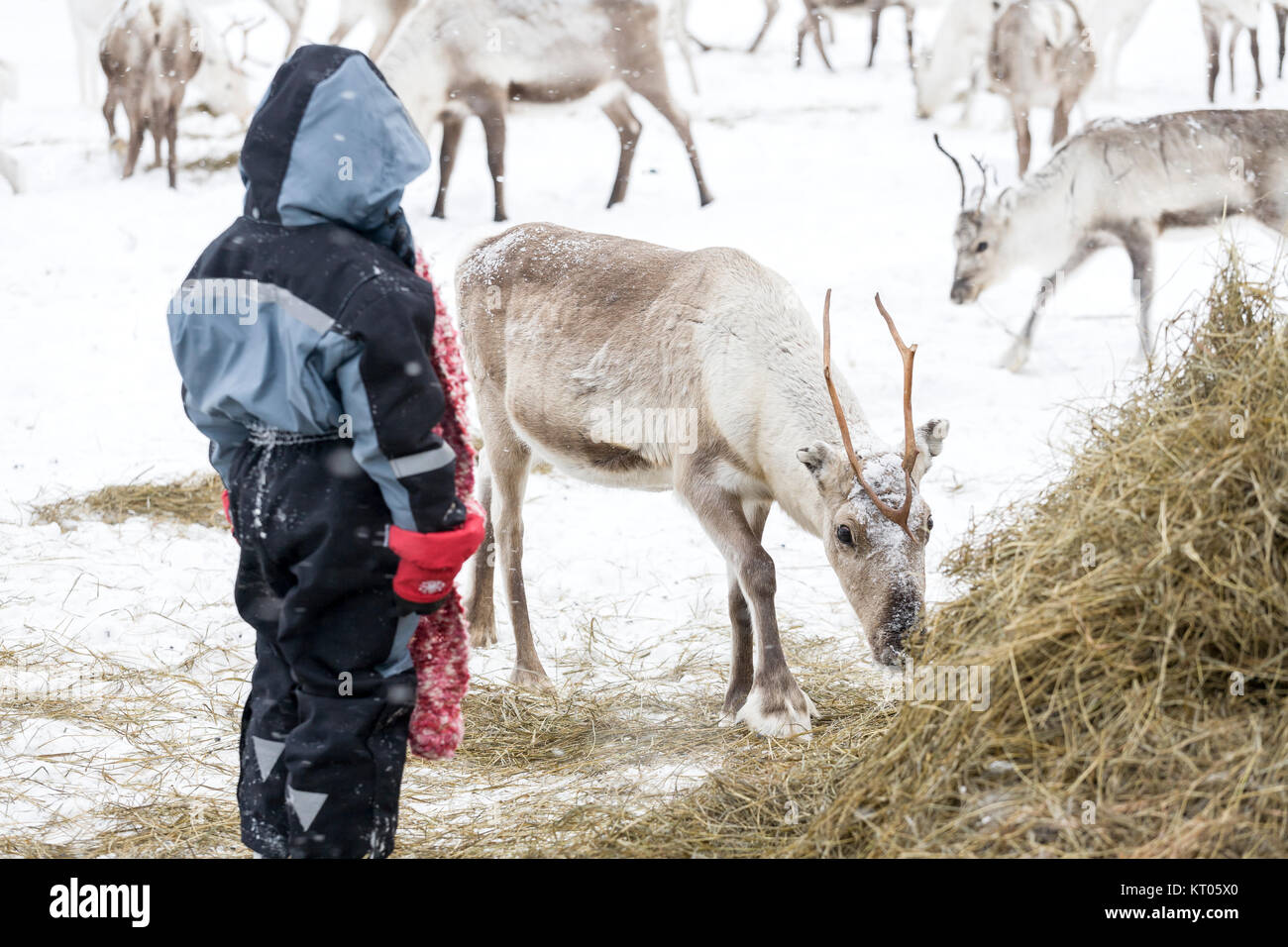 Kind Rentiere, Inari, Finnland Stockfoto