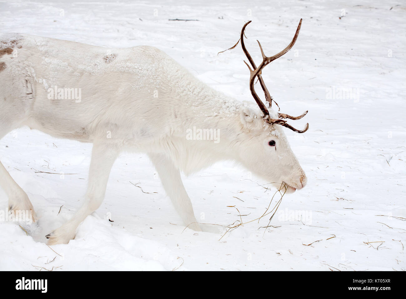 Weiße Rentier, Nahrungssuche, Schnee, Inari, Finnland Stockfoto