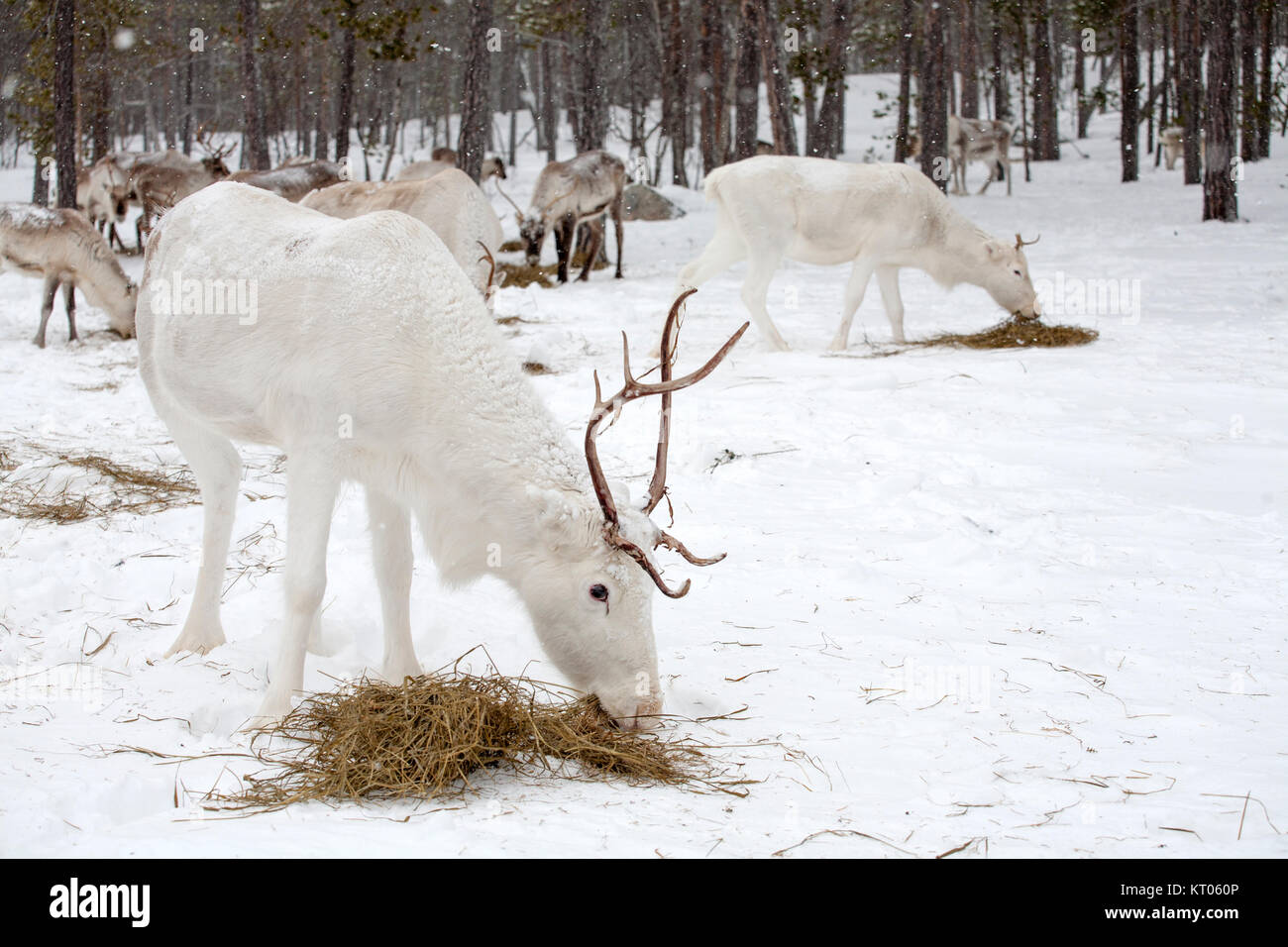 Weiße Rentier, Nahrungssuche, Schnee, Inari, Finnland Stockfoto
