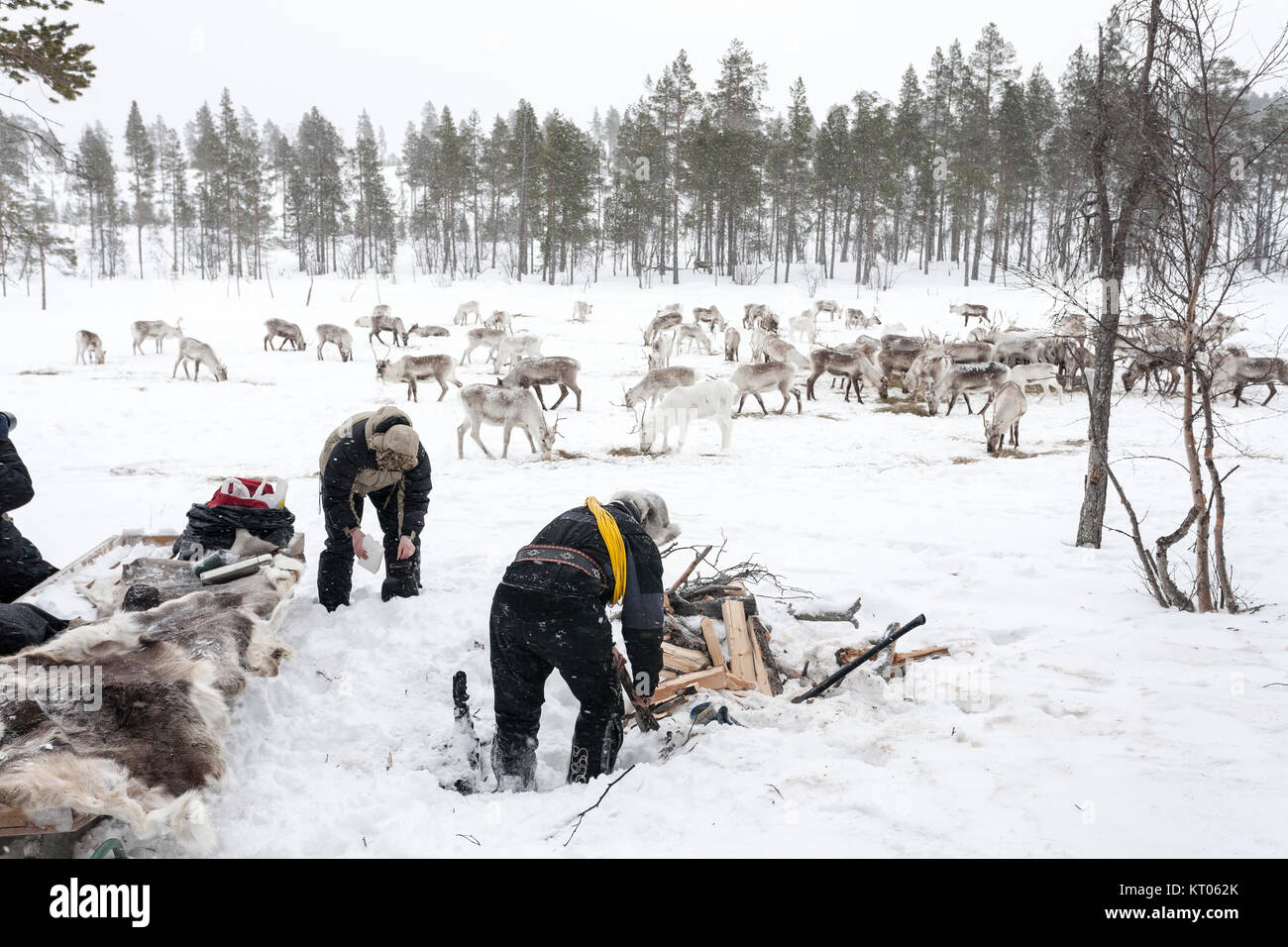 Sami Rentier Hirten, Inari, Finnland Stockfoto