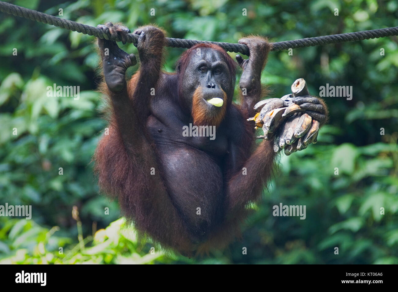 Orangutang in Sepilok Nature Reserve in Sabah, Malaysia Borneo munching ein Bündel Bananen Stockfoto