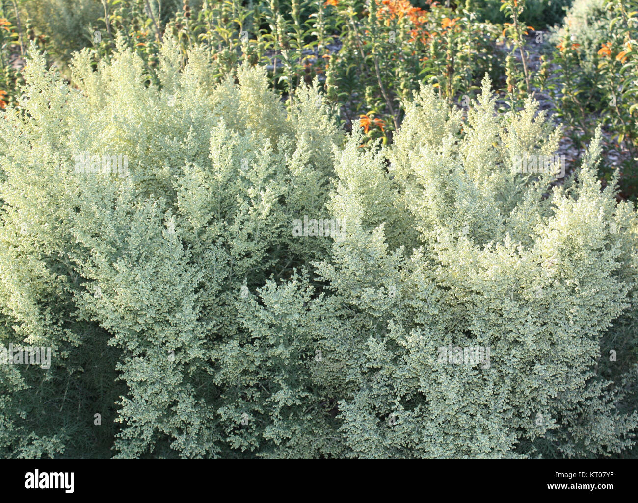 Artemisia afra - Wildeals - Heilpflanzen von Kapstadt 2. Stockfoto