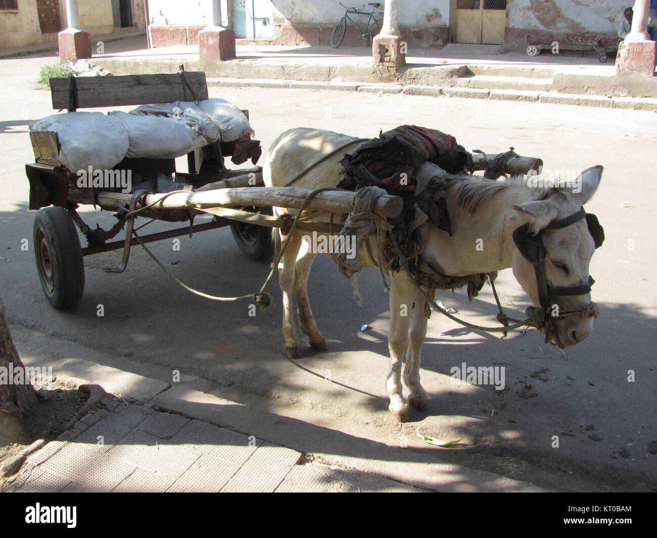 Asmara, die Hauptstadt von Eritrea, verfügt über ein eigenes öffentliches Verkehrssystem, das eine Mischung aus Bussen, Taxis und traditionellen Verkehrsmitteln bietet. Das Verkehrssystem spiegelt die einzigartige Stadtentwicklung und Geschichte der Stadt wider. Stockfoto