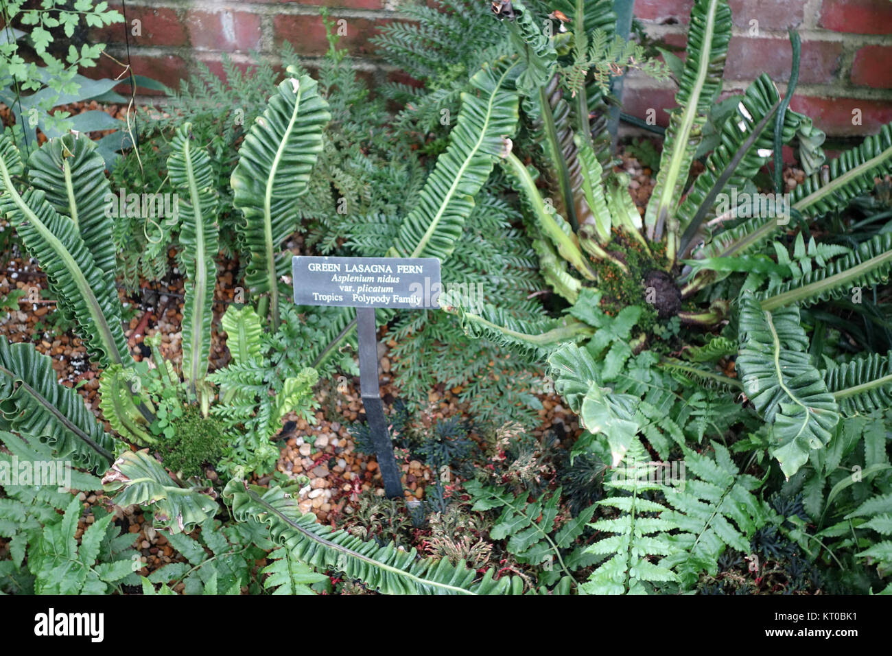 Asplenium nidus var. Plicatum, allgemein bekannt als Vogelnest Farn, wird in den Longwood Gardens ausgestellt und zeigt sein einzigartiges buntes Laub. Stockfoto