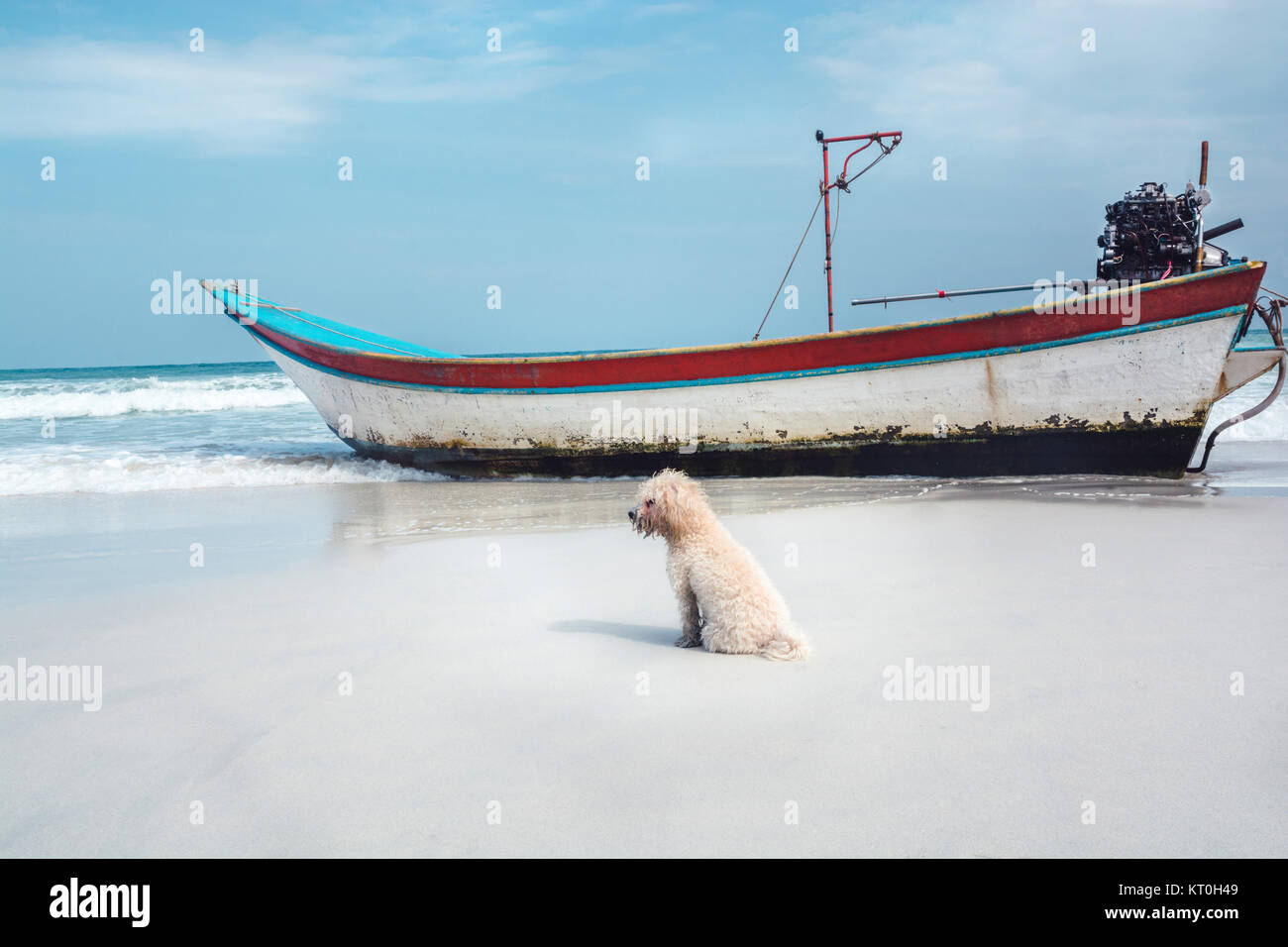 Ein kleiner Pudel Hund sitzt auf einem Sandstrand neben dem ein Boot in Thailand, sieht sehr aus dem Zusammenhang gerissen. Stockfoto