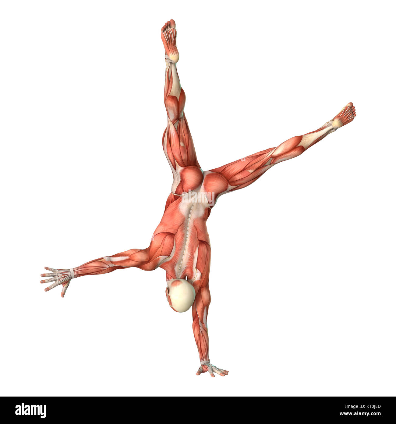 3D-Rendering männliche Anatomie Abbildung auf Weiß Stockfoto