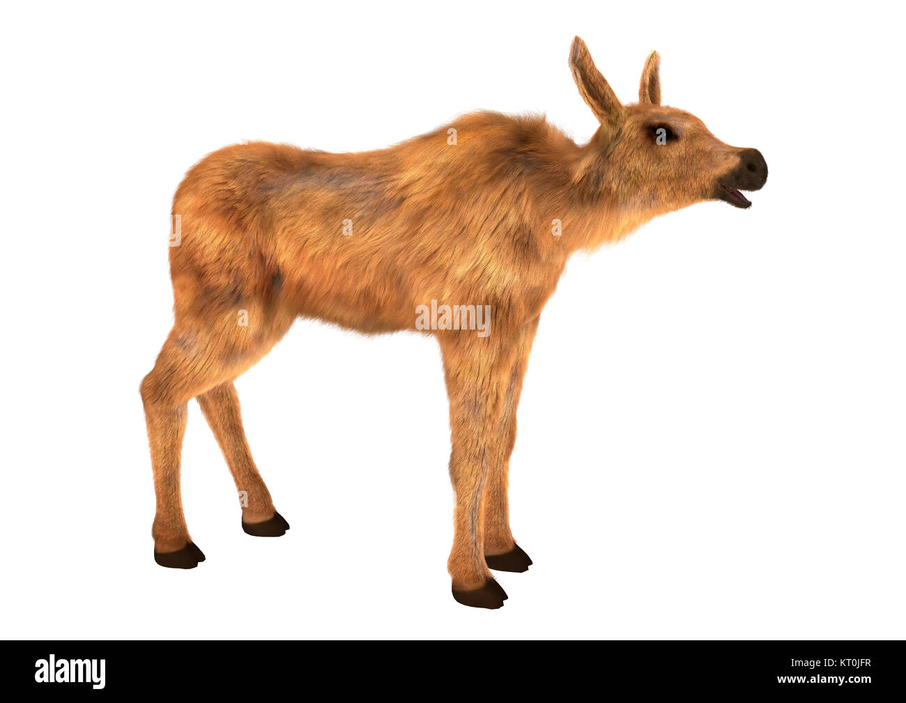 3D-Rendering Elch Kalb auf Weiß Stockfoto