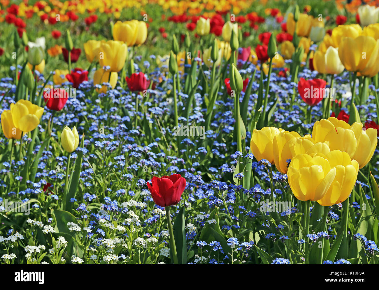 Tulpen und Vergissmeinnicht in Federbetten Stockfoto
