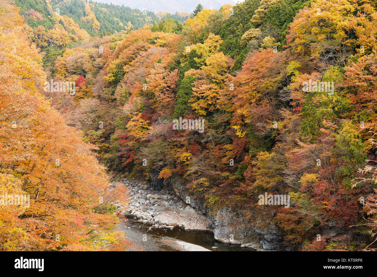 Wald im Herbst Stockfoto
