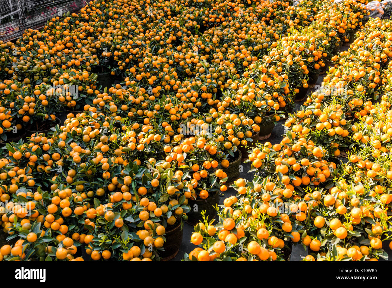 Viele tangerine Pflanzen zum Verkauf an das Chinesische Neue Jahr Blumenmarkt im Victoria Park, Hong Kong. Stockfoto