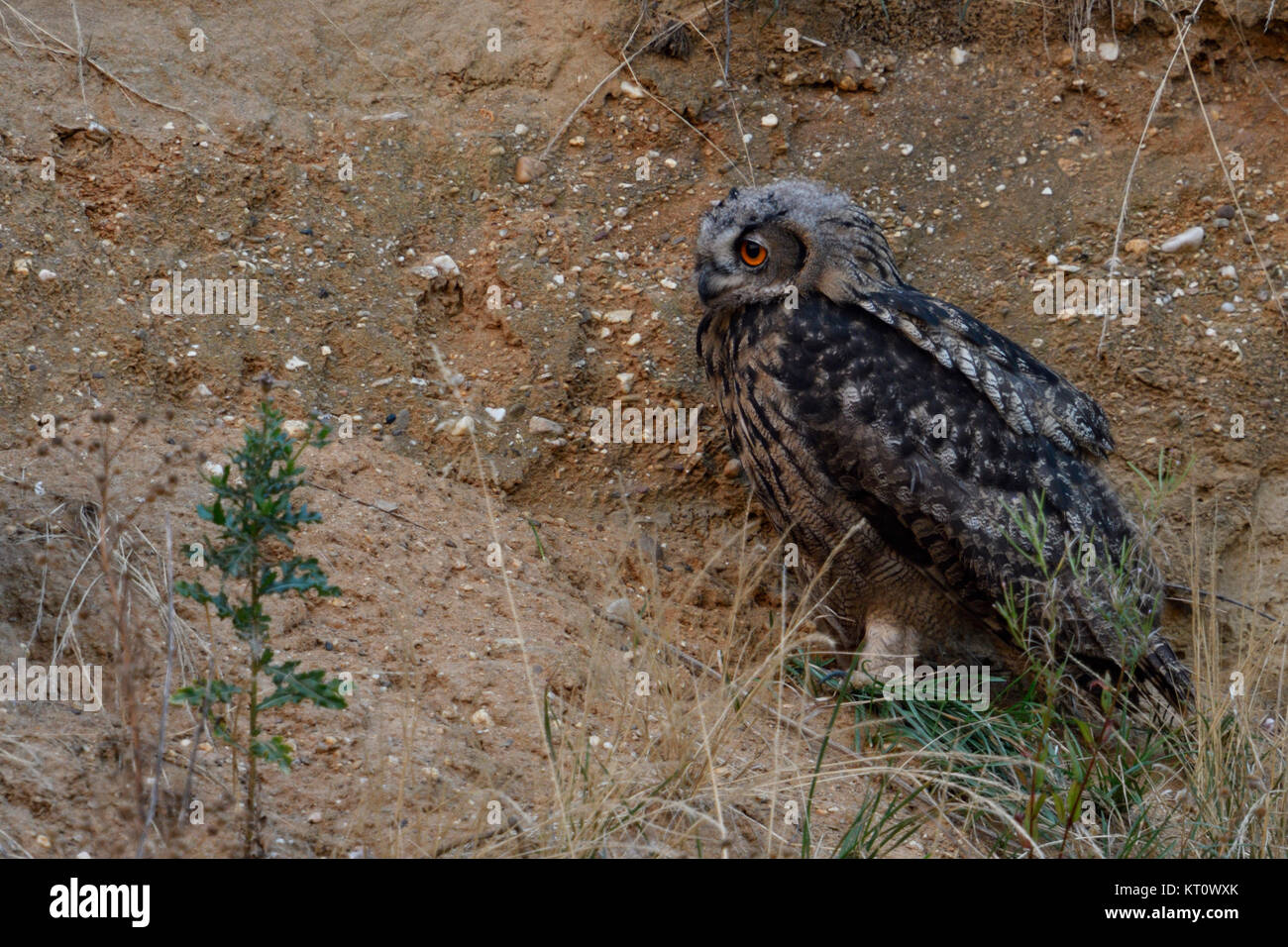 Uhu/Europäischer Uhu (Bubo bubo) jung, hübsch, in der Steigung einer Kiesgrube gehockt, Seitenansicht, Wildlife, Europa. Stockfoto