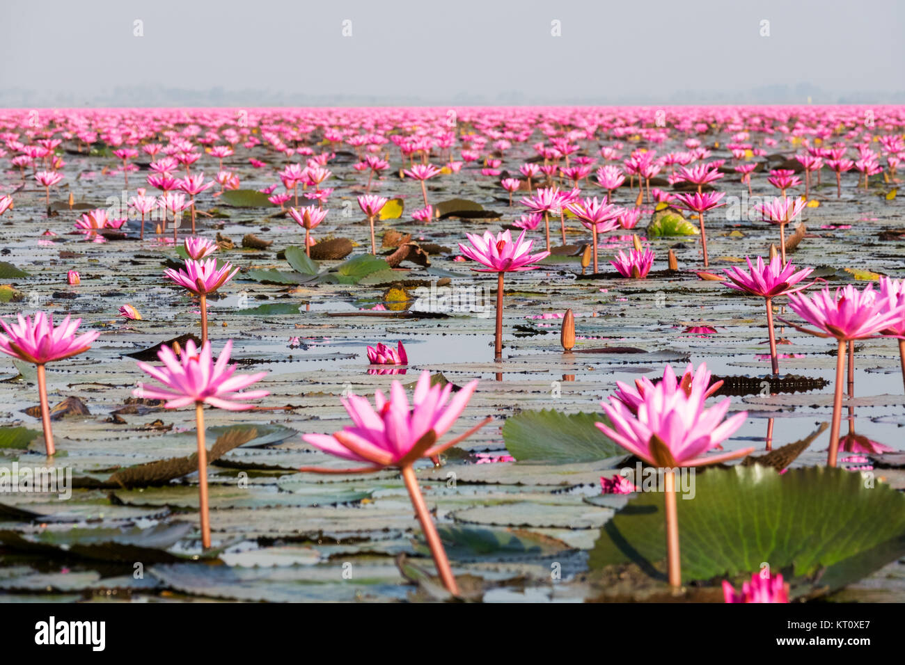 Lotosblumen Stockfotos Und Bilder Kaufen Alamy