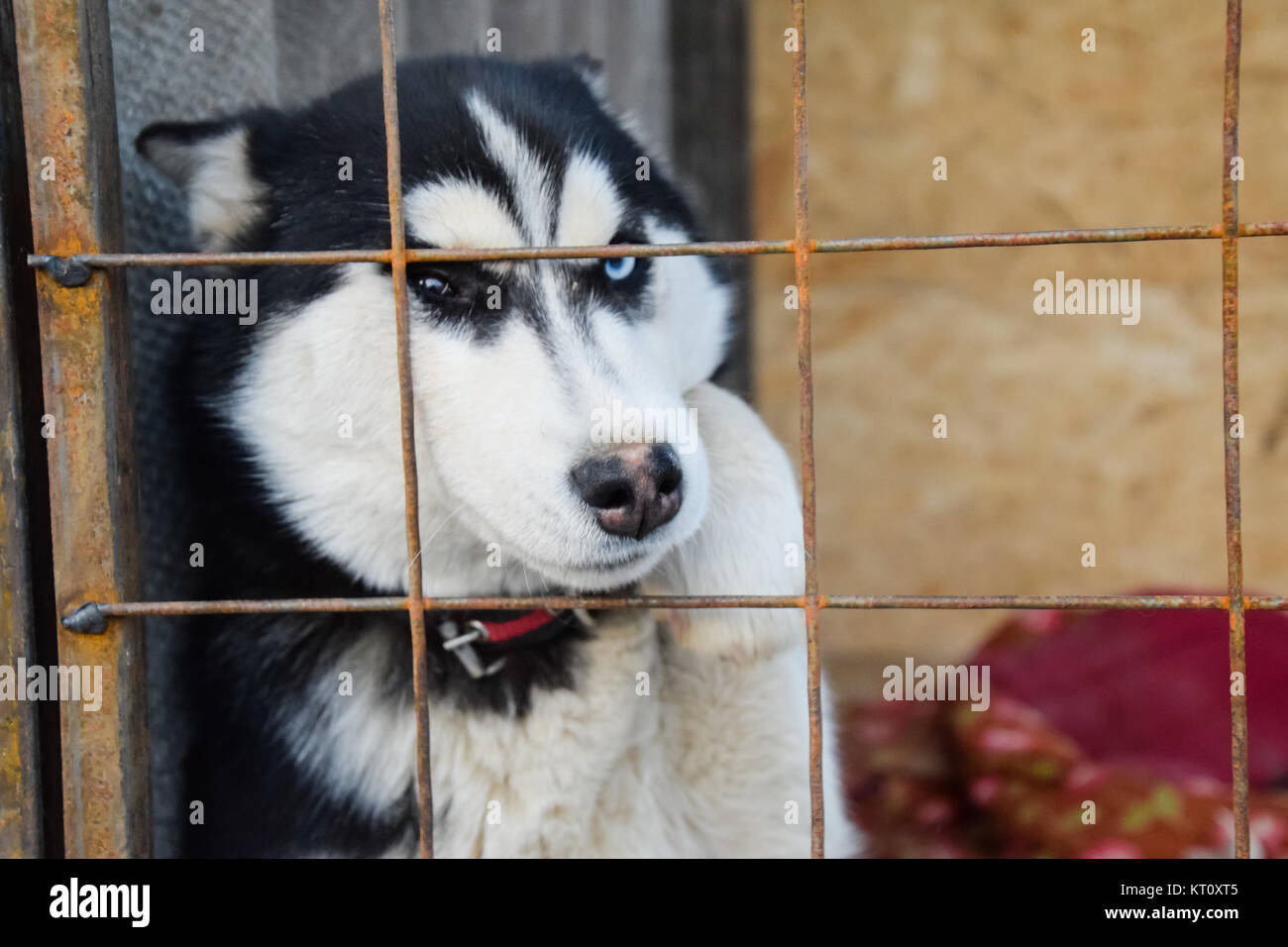 Husky Hund mit anderen Augen. Schwarz und weiß Husky. Braune und Blaue
