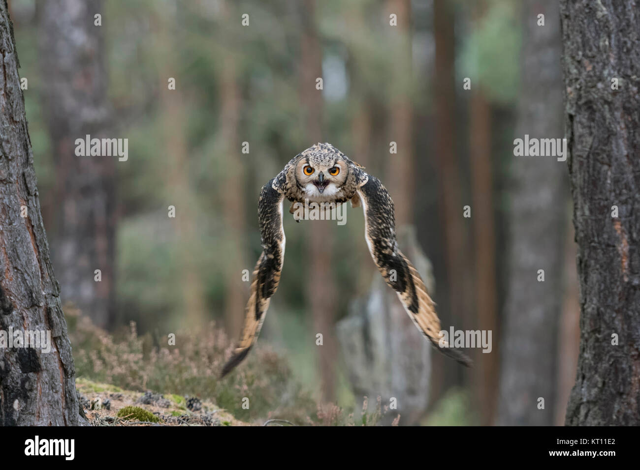 Indische Eagle-Owl/Rock/Eagle-Owl Bengalenuhu (Bubo Bengalensis) im Flug durch den Wald, Aufruf, dynamische frontal geschossen, helle Augen. Stockfoto
