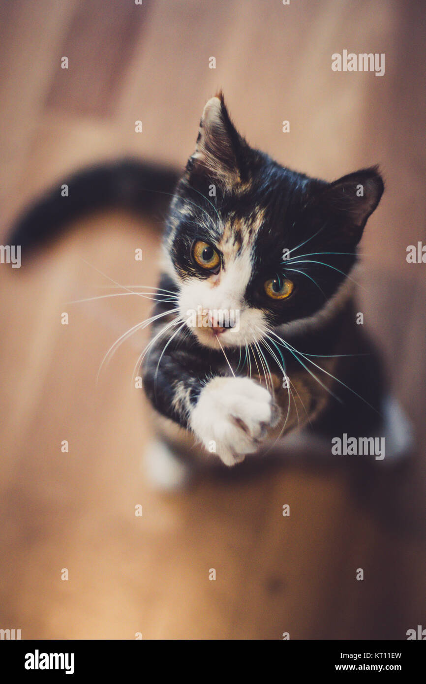 Hauskatze (Felis silvestris catus) Stockfoto