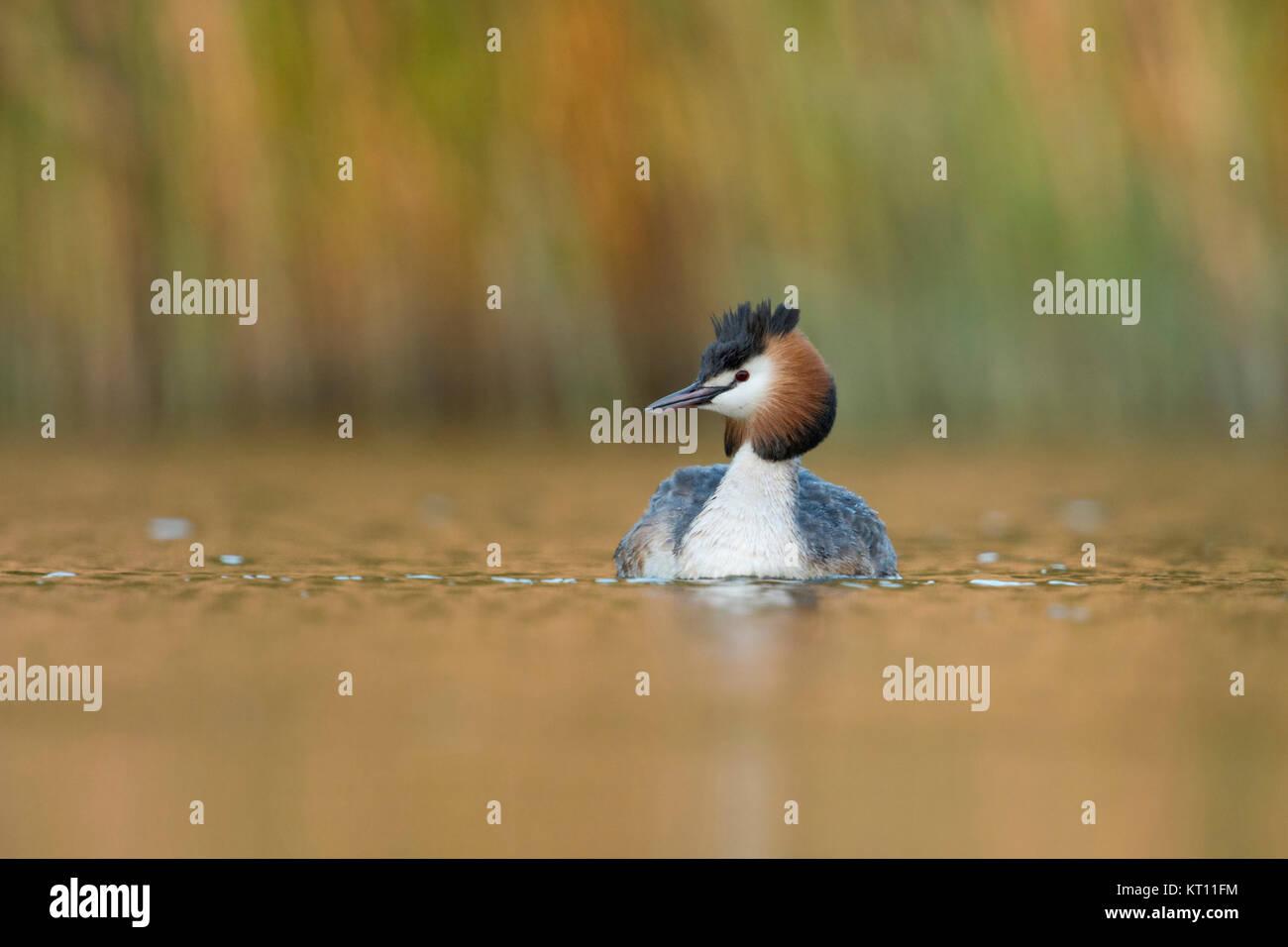 Haubentaucher (Podiceps cristatus) Schwimmen vor Schilf, typische, charakteristische Umgebung, wunderschöne goldene Licht, Wildlife, Europa. Stockfoto