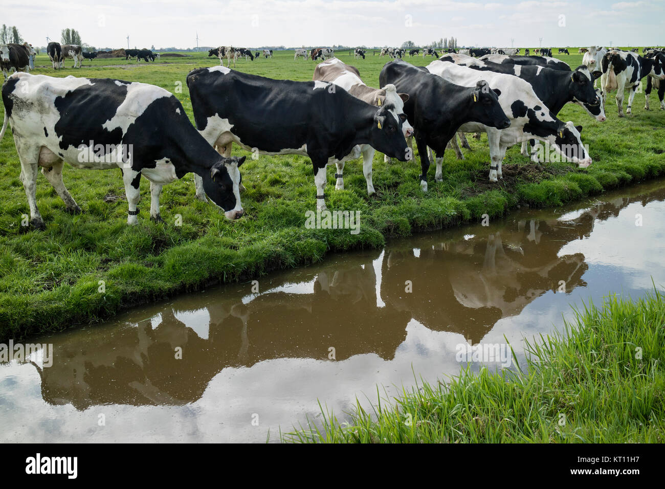 Glückliche Kühe in der Nähe von einem Graben auf der Wiese in Holland Stockfoto