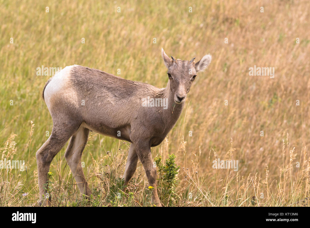 Eine junge big game Tier Bighorn Schafe steht über seine aktuelle beweidung Spot Stockfoto