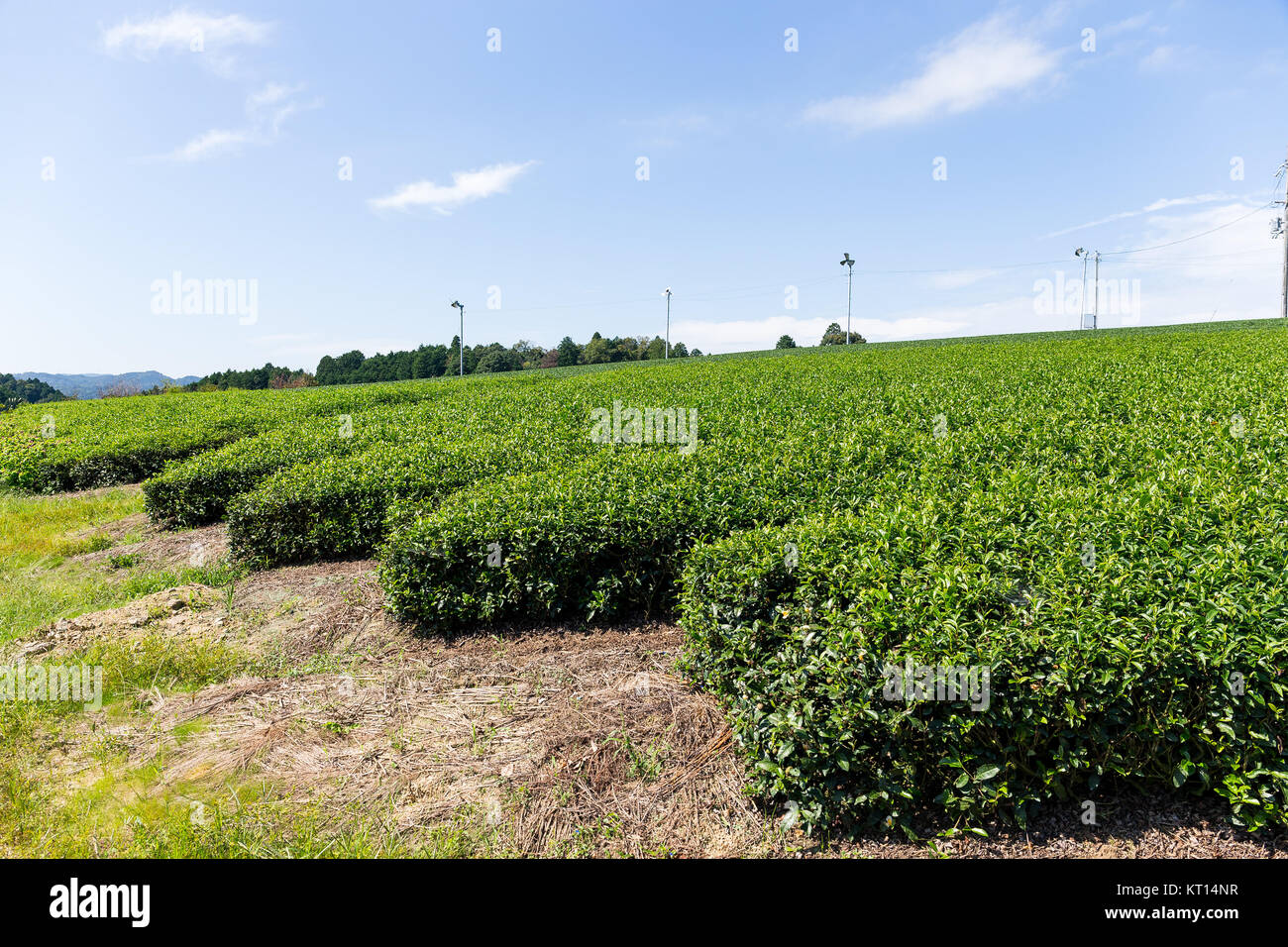 Teepflanze Stockfoto