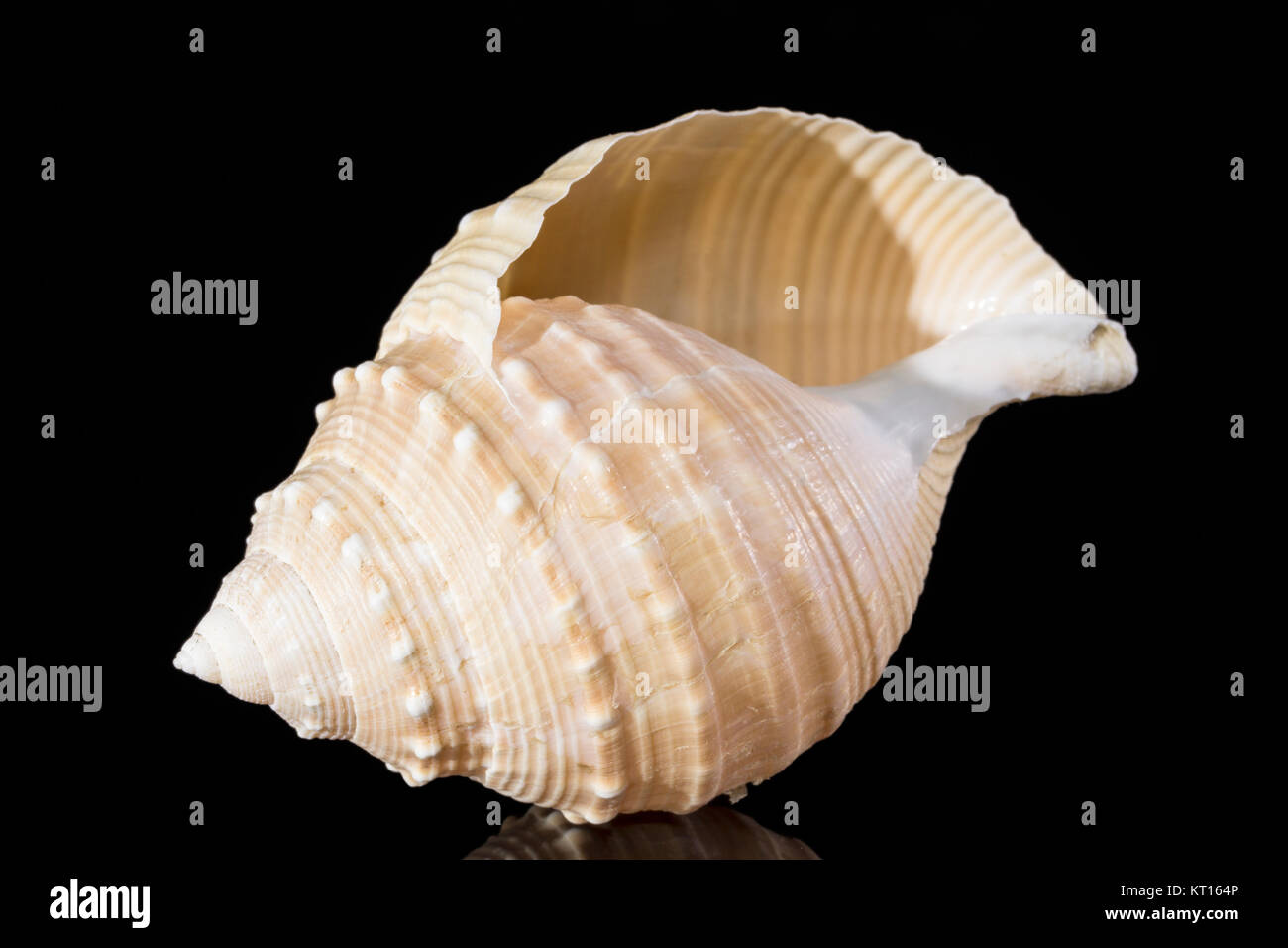 Sea Shell von Meeresschnecken auf schwarzem Hintergrund Stockfoto