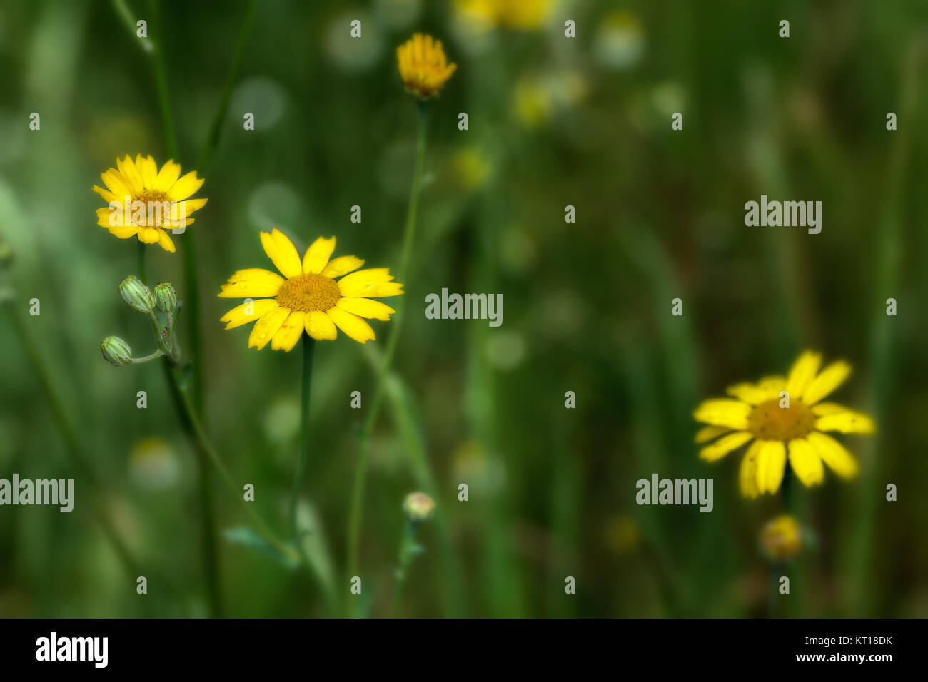 Gänseblümchen in ihrer natürlichen Umgebung fotografiert. Stockfoto