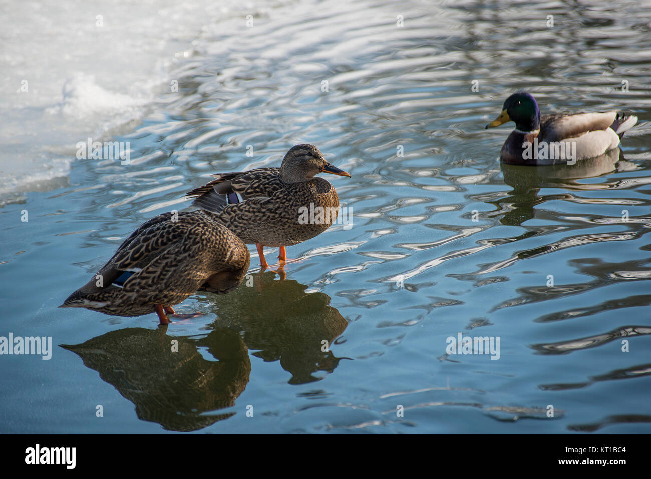 Enten im wasser stehen Fotos und Bildmaterial in hoher Auflösung Alamy