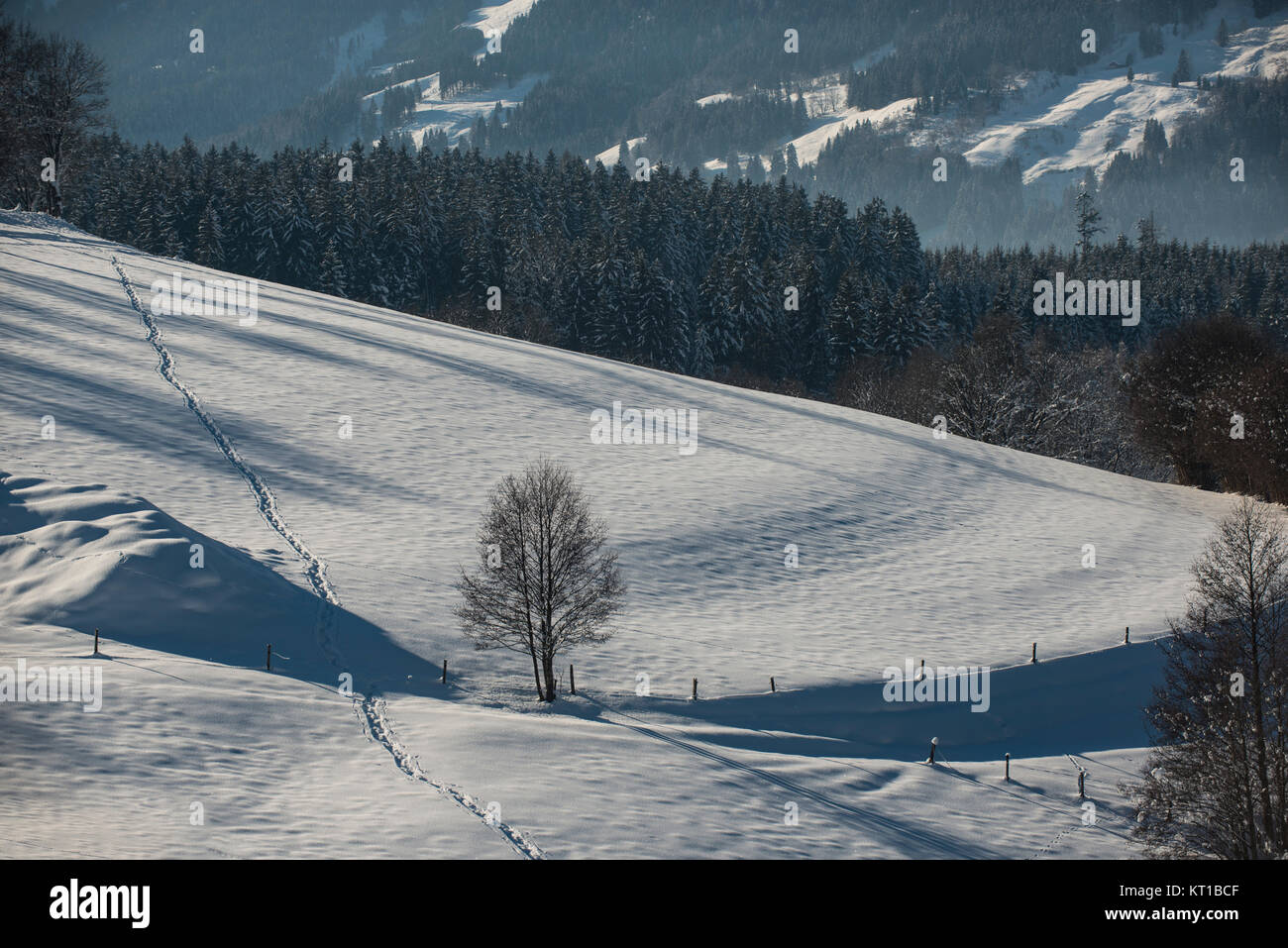 Winterlandschaft im Salzburger Pinzgau mit Spuren im Schnee. Stockfoto