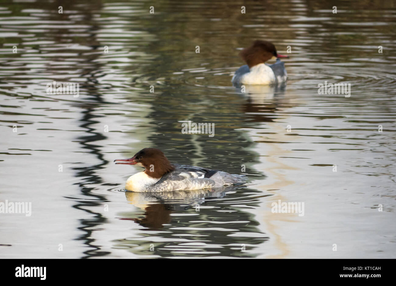 Schließen Sie die zwei weiblichen Gemeinsame merganser Enten, Mergus Merganser oder gänsesäger Schwimmen im gemusterten Wasser, Haddington, East Lothian, Schottland, Großbritannien Stockfoto