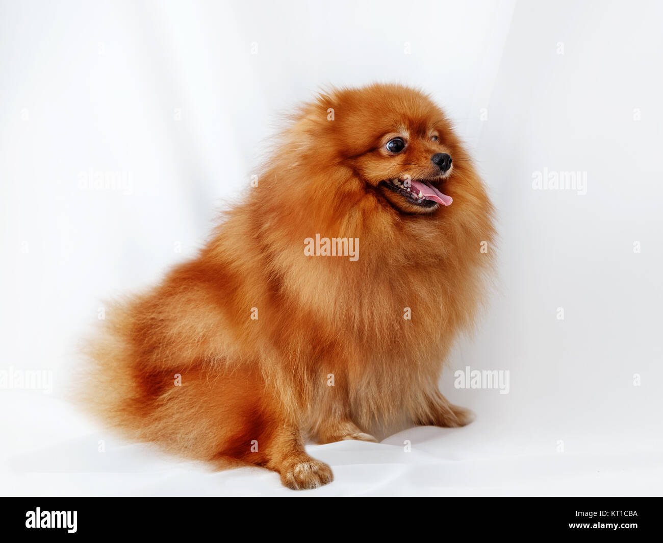Spitz Hund sitzt auf einer weißen Leinwand Stockfoto