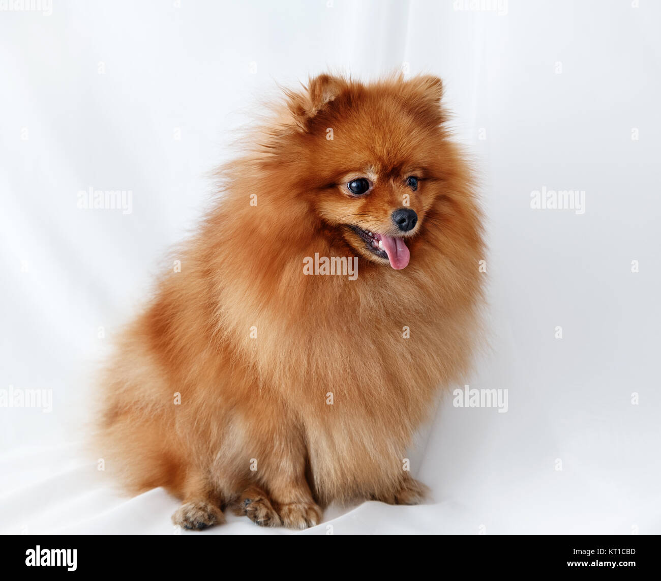 Spitz Hund sitzt auf einer weißen Leinwand Stockfoto