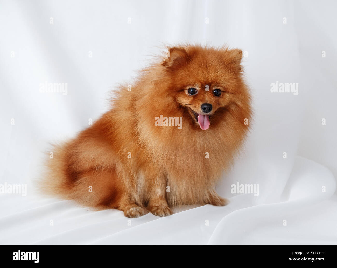 Spitz Hund sitzt auf einer weißen Leinwand Stockfoto