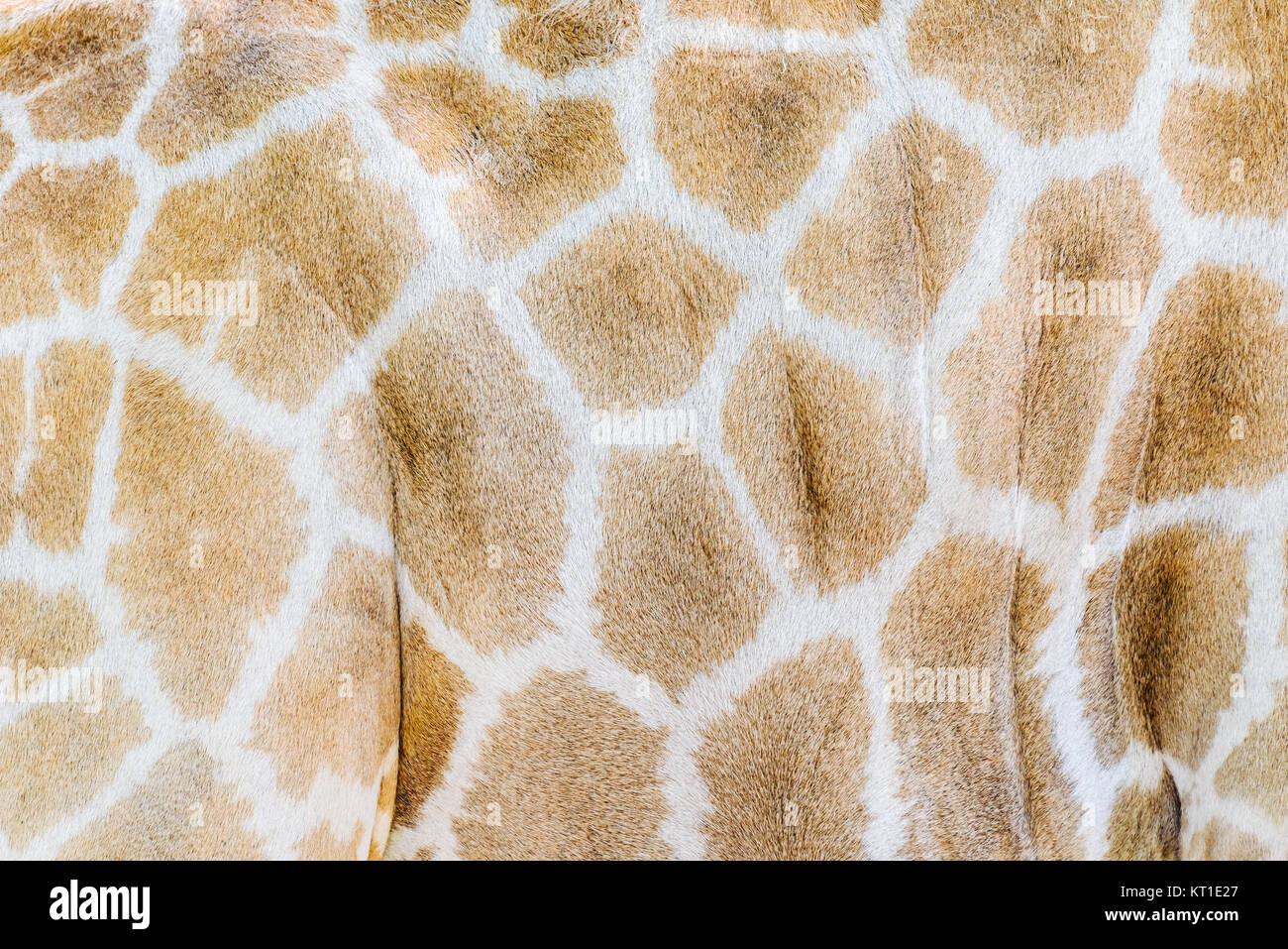 Giraffe Haut Hintergrund Textur Stockfoto