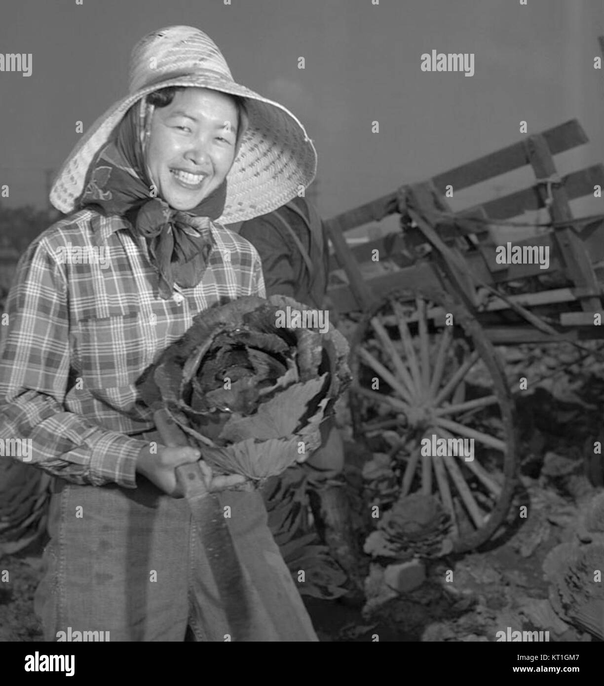 Ein Kohl-Landwirt neigt zu einem Kohl-Feld und demonstriert traditionelle landwirtschaftliche Praktiken. Das Bild unterstreicht die Rolle der Landwirtschaft bei der Nahrungsmittelerzeugung und unterstreicht die Bedeutung nachhaltiger Landwirtschaftsmethoden für den Gemüseanbau. Stockfoto