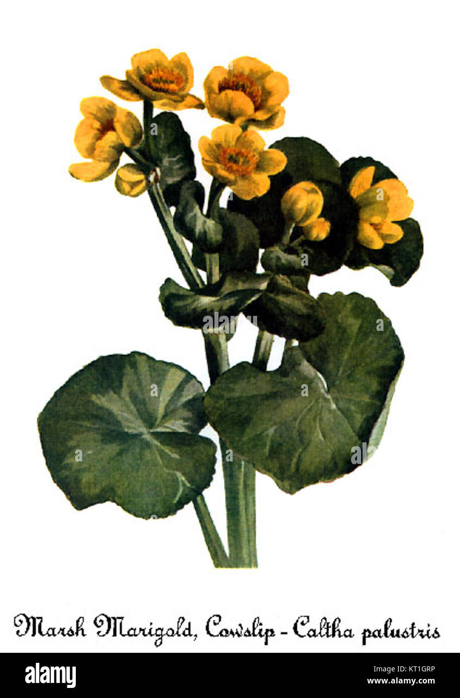 Caltha palustris, auch bekannt als Sumpfblume, ist eine in Feuchtgebieten heimische Wildblume. Die Illustration von Mary Vaux Walcott zeigt die leuchtend gelben Blumen und die ökologische Bedeutung. Stockfoto