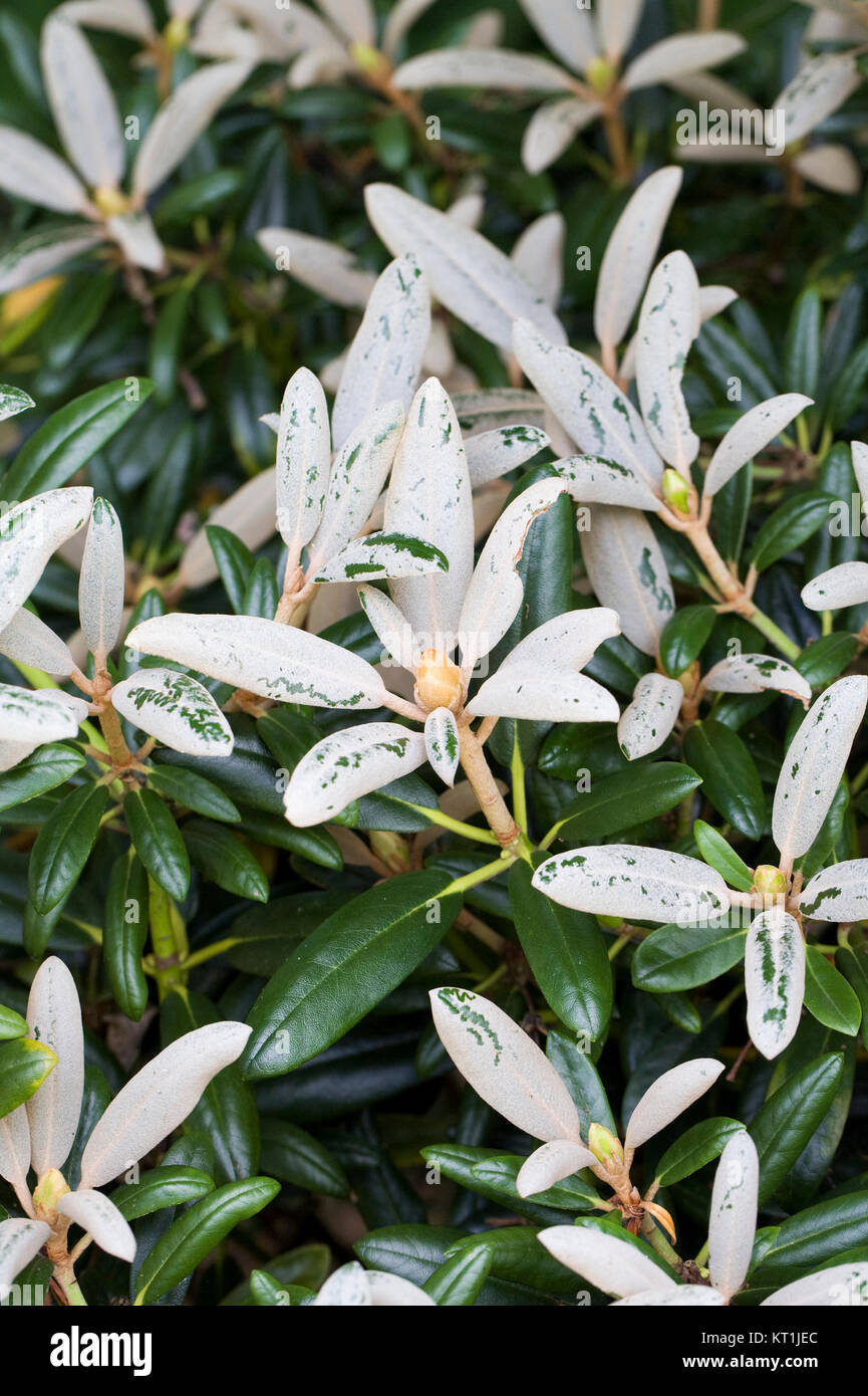 Rhododendron yakushimanum -Fotos und -Bildmaterial in hoher Auflsung   Alamy