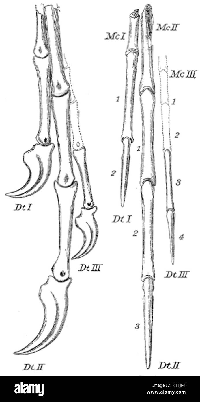 Chirostenotes pergraclis ist eine Art von Theropoden-Dinosaurier aus der späten Kreidezeit, bekannt aus fossilen Überresten in Nordamerika. Es war ein kleines, zweibeiniges Raubtier, das Einblicke in die Vielfalt der Dinosaurierfauna während seiner Zeit gab. Stockfoto