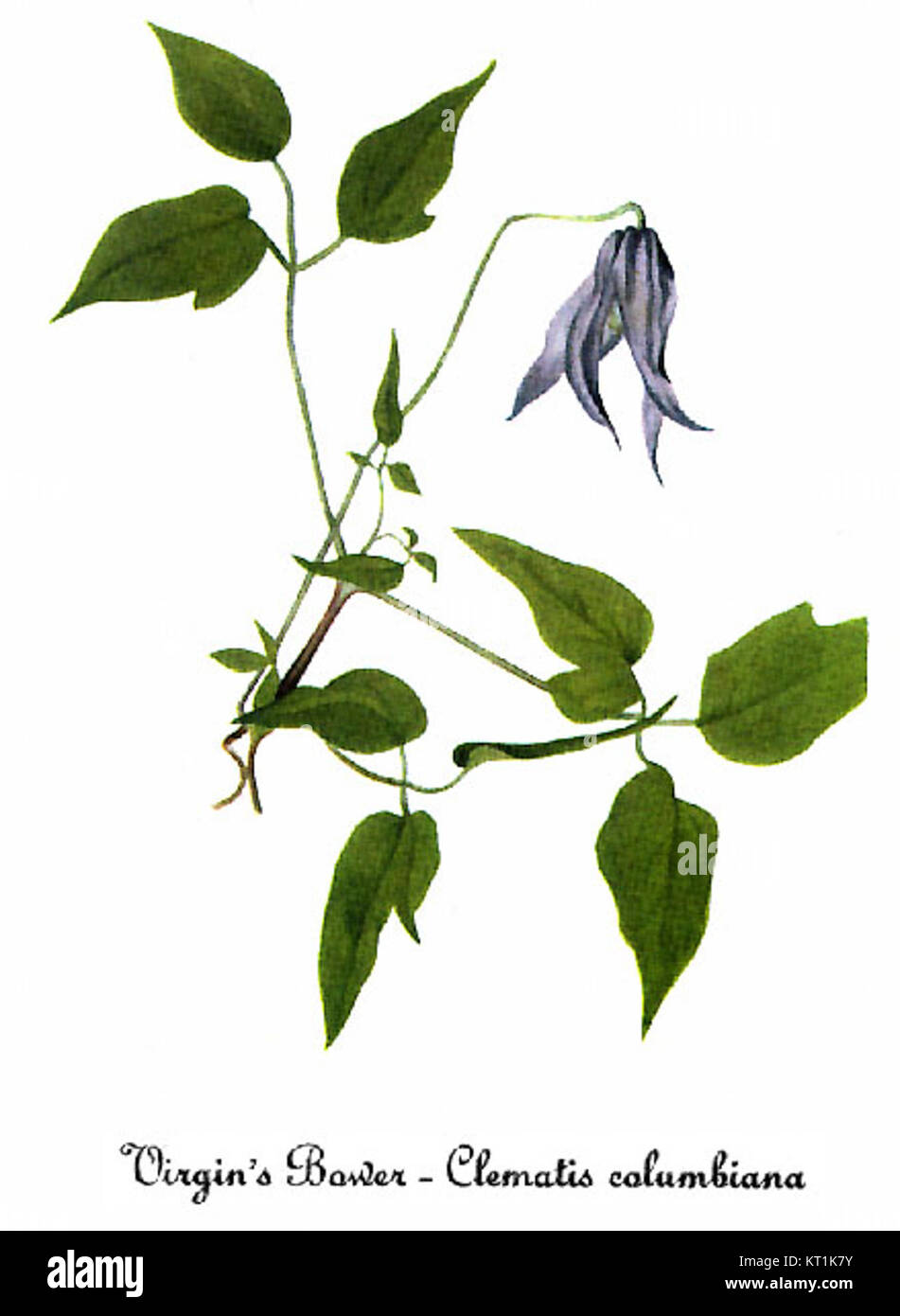 Clematis columbiana-1 ist eine botanische Illustration von Mary Vaux Walcott, die eine Art von Clematis darstellt, die für ihre charakteristischen Blüten und Wachstumsmuster bekannt ist. Es ist Teil ihrer botanischen Arbeiten, die sich auf Pflanzenarten konzentrieren. Stockfoto
