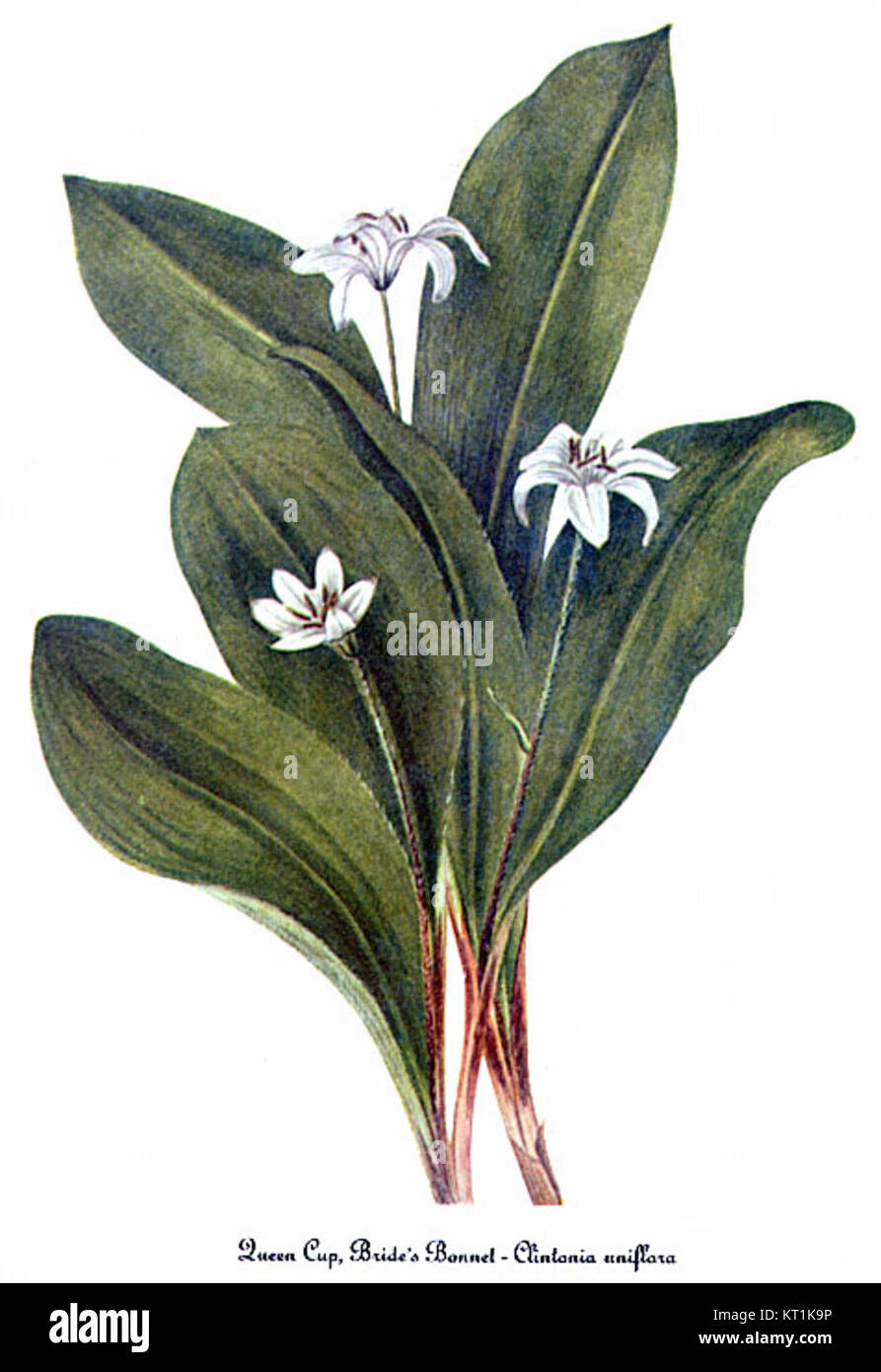 Clintonia uniflora, auch bekannt als Bride's Bonnet, ist eine blühende Pflanze aus Nordamerika. Diese botanische Illustration von Mary Vaux Walcott zeigt ihre zarten Merkmale. Stockfoto