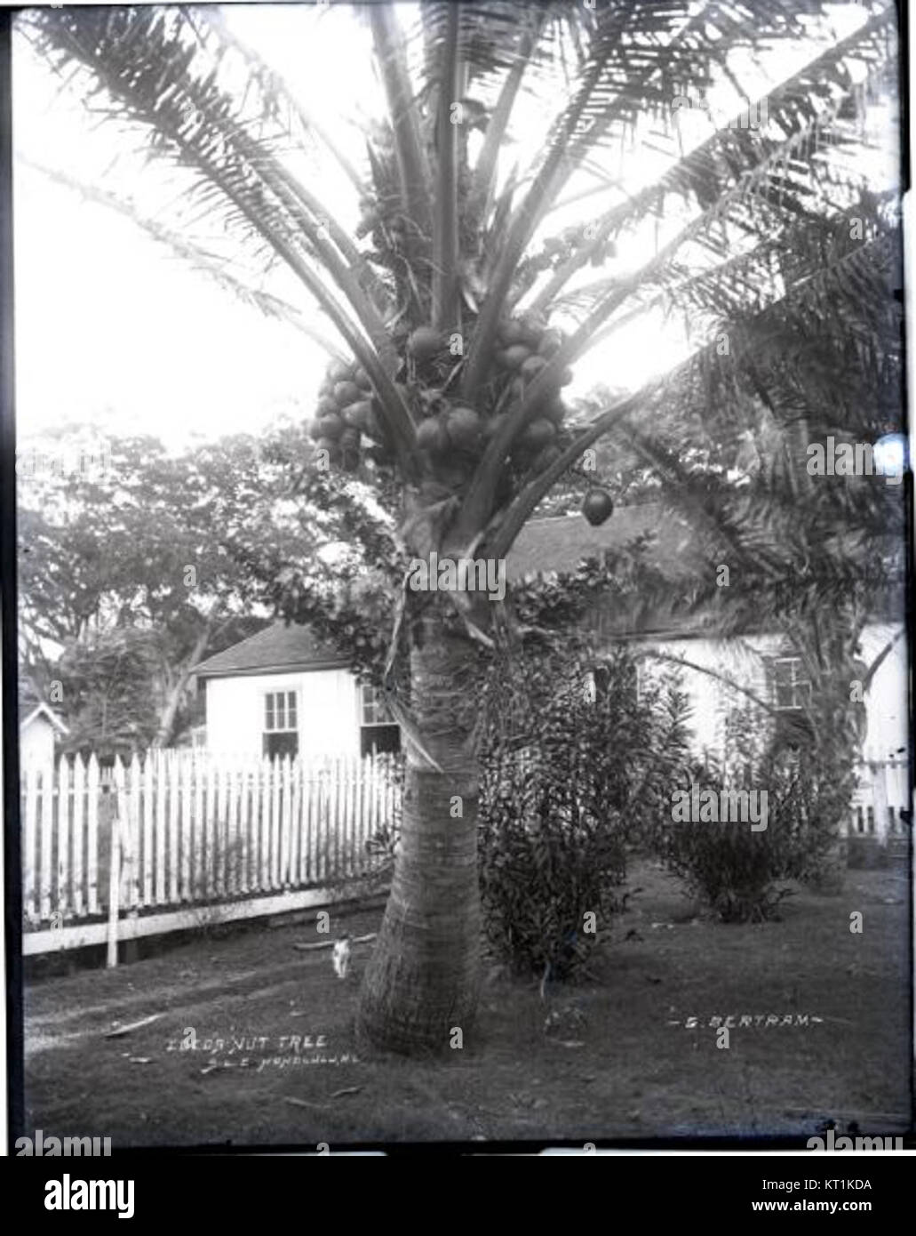 Ein Foto von Bruder Bertram, das eine Kokospalme zeigt und die tropische Pflanze mit ihrem charakteristischen geschwungenen Stamm und ihren langen Wedeln zeigt. Das Bild hebt die Struktur des Baumes vor dem Hintergrund eines hellen, sonnigen Himmels hervor und fängt das Wesen tropischer Umgebungen ein. Stockfoto