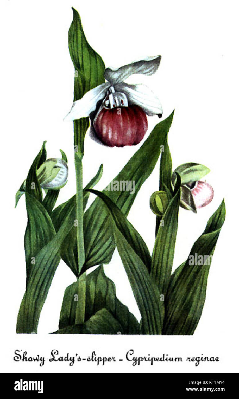 Cypripedium reginae, auch bekannt als der auffällige Damenschuh, ist eine in Nordamerika heimische Orchideenart. Diese Illustration von Mary Vaux Walcott fängt ihre unverwechselbaren Merkmale ein und zeigt die einzigartigen rosa und weißen Blüten der Pflanze. Stockfoto