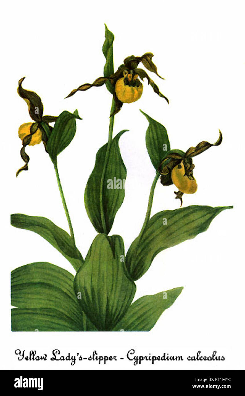 Diese Illustration von Mary Vaux Walcott zeigt den *Cypripedium calceolus*, auch bekannt als die Damenschuh-Orchidee. Die Orchidee ist in Europa beheimatet und bekannt für ihre charakteristische Slipper-förmige Blüte. Stockfoto