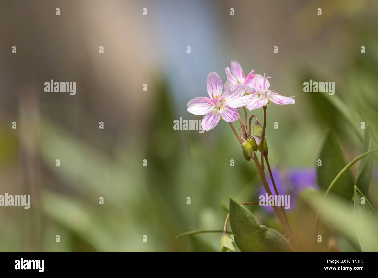 Virginia Frühling Schönheit (Claytonia virginica) Stockfoto