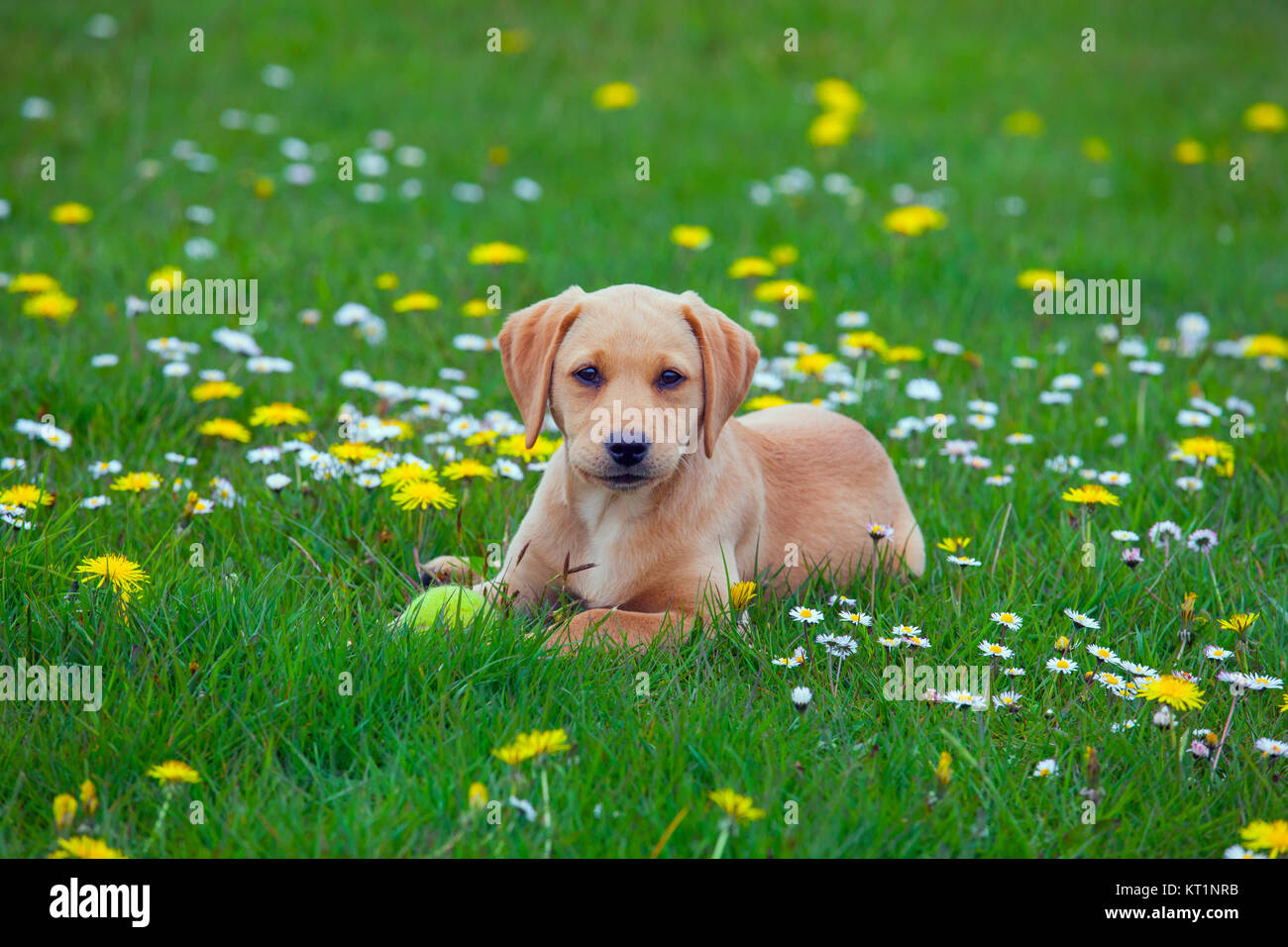 Gelbe Labrador Welpe spielen Stockfoto