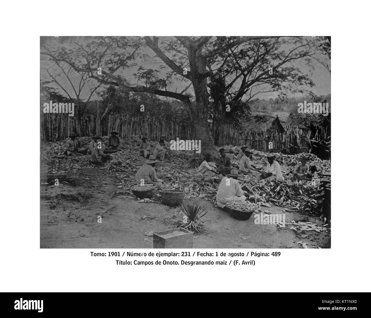 Das Foto aus dem Jahr 1901 zeigt den Prozess der Maisschälung in einem ländlichen Umfeld. Es spiegelt eine traditionelle landwirtschaftliche Praxis wider, die den damaligen landwirtschaftlichen Lebensstil widerspiegelt. Stockfoto