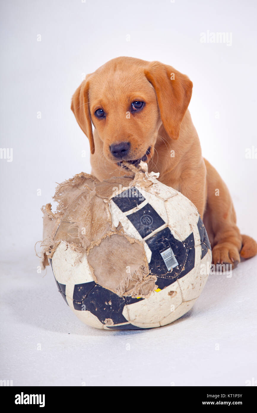Gelber Labrador-Welpe mit Warnout Fußball Stockfoto