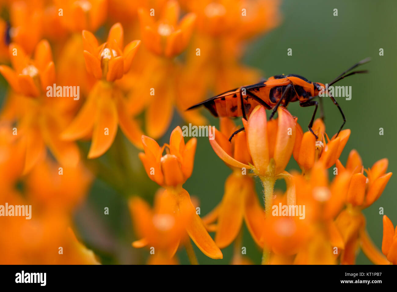 Große milkweed Bug (Oncopeltus fasciatus) auf butterflyweed Blume (Asclepias tuberosa) Stockfoto