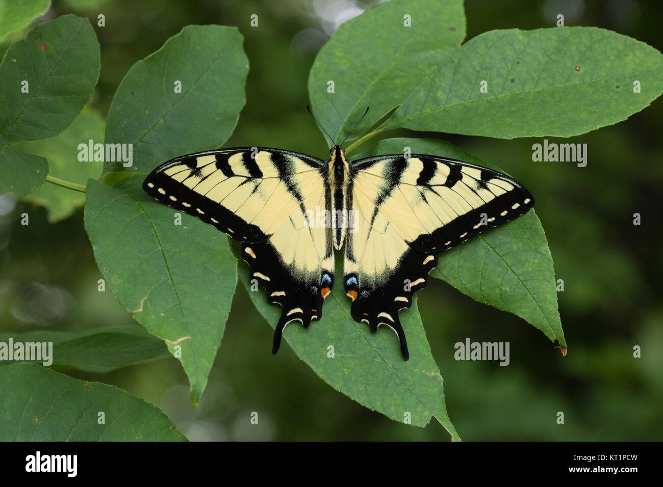 Eastern tiger swallowtail Butterfly (Papilio glaucus) Stockfoto