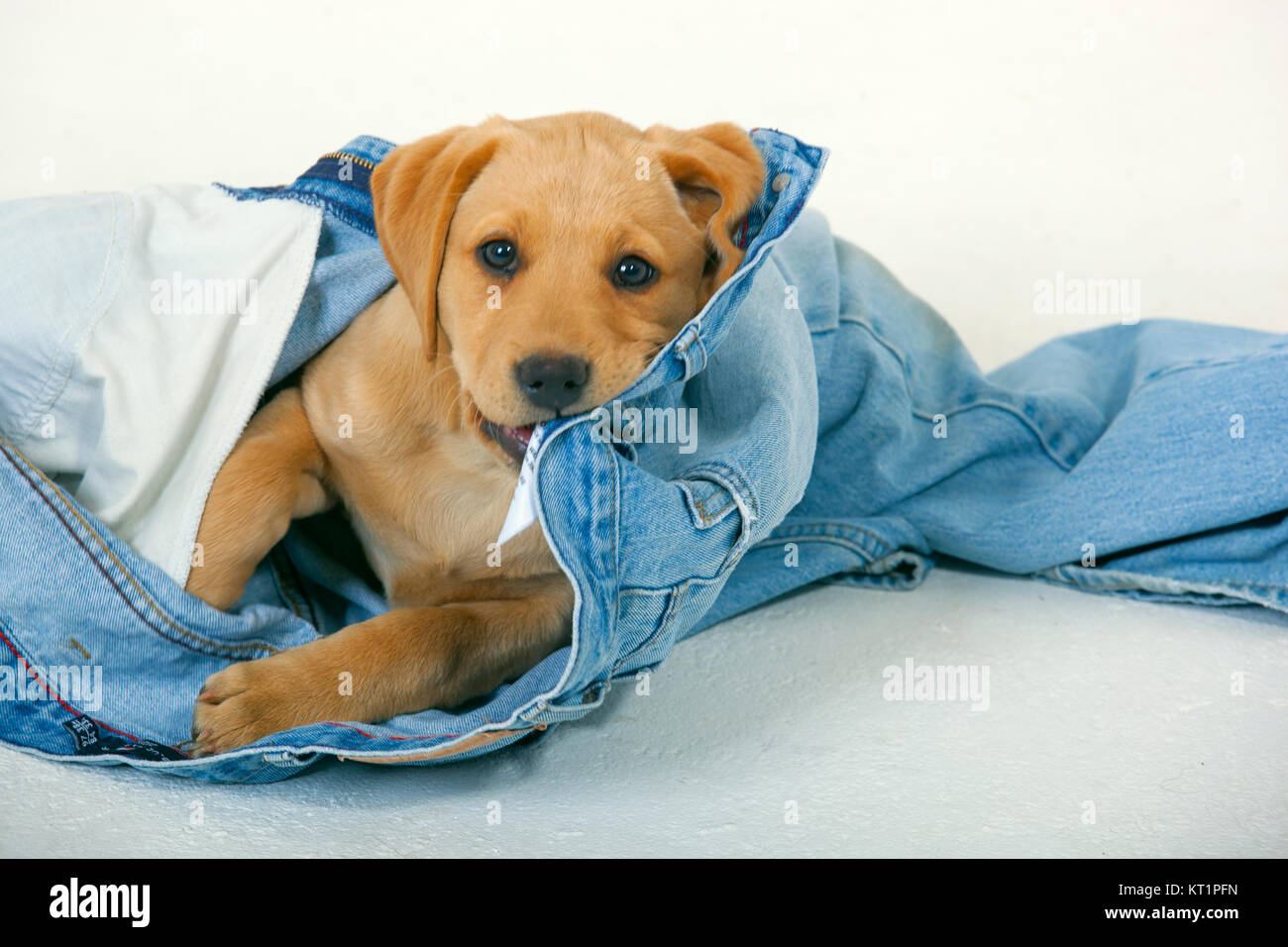 Gelber Labrador-Welpe spielen Withold jeans Stockfoto